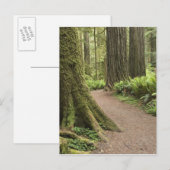 CA, Jedediah Smith State Park, Simpson-Reed Briefkaart (Voorkant / Achterkant)