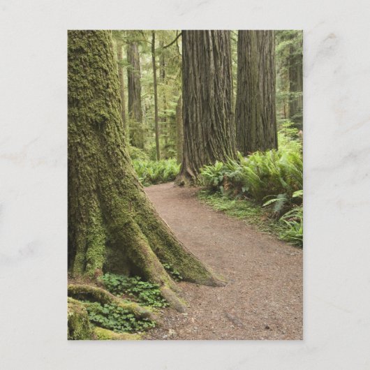 CA, Jedediah Smith State Park, Simpson-Reed Briefkaart (Voorkant)