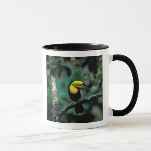 CA, Panama, Soberania NP, Keel-billed Tuccan Mok (Rechts)