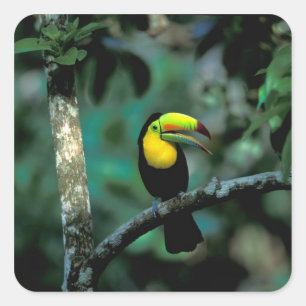 CA, Panama, Soberania NP, Keel-billed Tuccan Vierkante Sticker