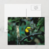 CA, Panama, Soberania NP, Keel-bons Tucan in Briefkaart (Voorkant / Achterkant)
