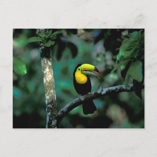 CA, Panama, Soberania NP, Keel-bons Tucan in Briefkaart (Voorkant)