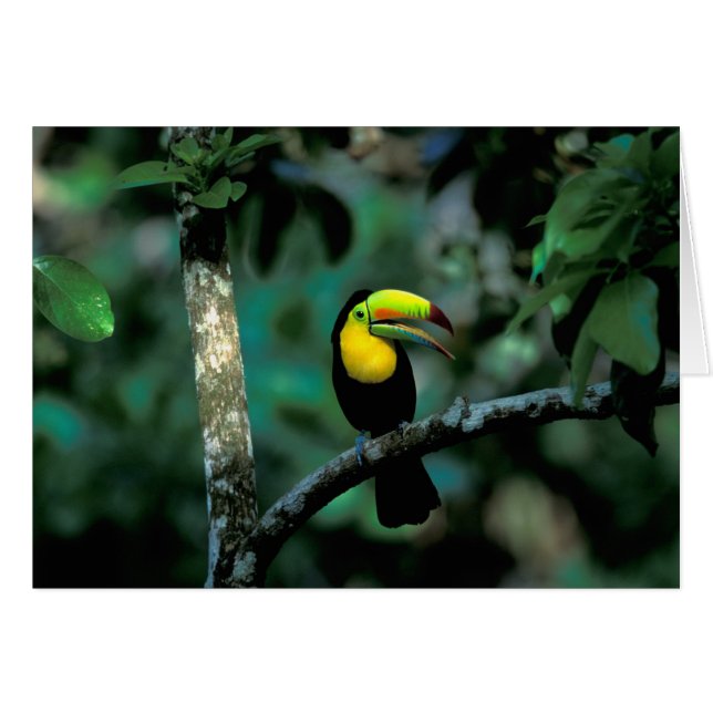 CA, Panama, Soberania NP, Keelsnaveltoucan (Voorkant Horizontaal)