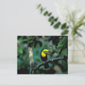 CA, Panama, Soberania NP, Keelsnaveltoucan Briefkaart (Staand voorkant)