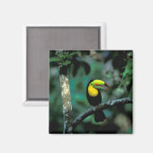CA, Panama, Soberania NP, Keelsnaveltoucan Magneet (Voorkant / Achterkant)