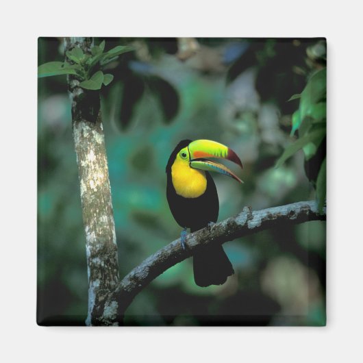 CA, Panama, Soberania NP, Keelsnaveltoucan Magneet (Voorkant)