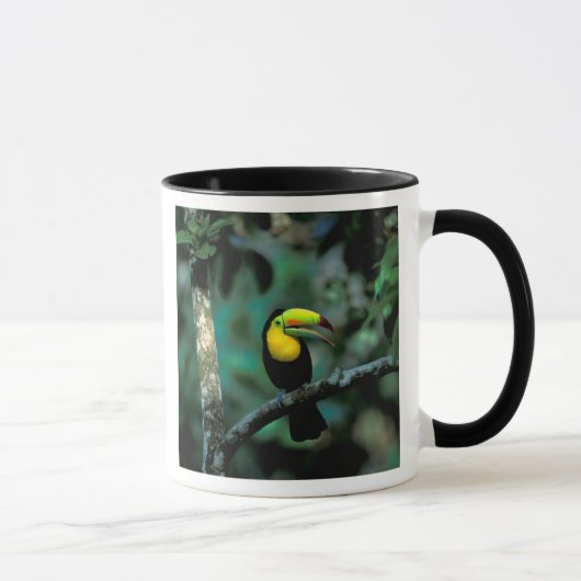 CA, Panama, Soberania NP, Keelsnaveltoucan Mok (Rechts)