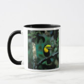 CA, Panama, Soberania NP, Keelsnaveltoucan Mok (Links)