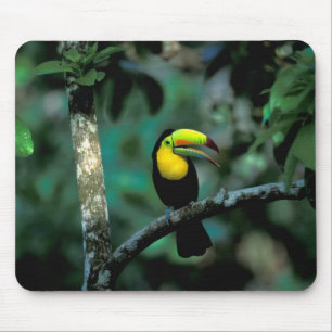 CA, Panama, Soberania NP, Keelsnaveltoucan Muismat