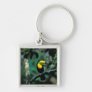 CA, Panama, Soberania NP, Keelsnaveltoucan Sleutelhanger