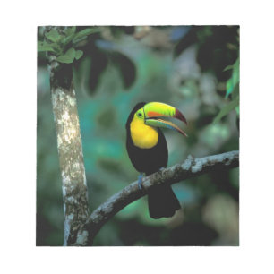 CA, Panama, Soberania NP, Roodsnaveltoekan Notitieblok