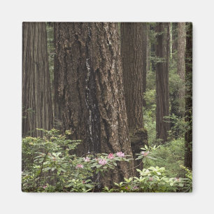 CA, Prairie Creek State Park, Coast Magneet