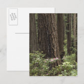 CA, Prairie Creek State Park, Kust Briefkaart (Voorkant / Achterkant)