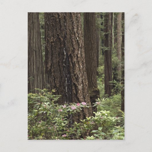 CA, Prairie Creek State Park, Kust Briefkaart (Voorkant)