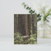 CA, Prairie Creek State Park, Kust Briefkaart (Staand voorkant)