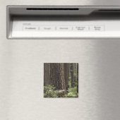 CA, Prairie Creek State Park, Kust Magneet (Insitu (Vaatwasser))