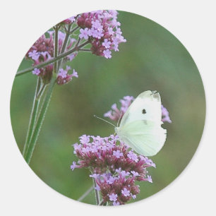 Cabbage Butterfly Ronde Sticker