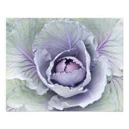 Cabbage foto afdrukken