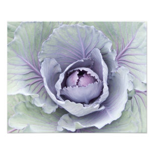 Cabbage foto afdrukken