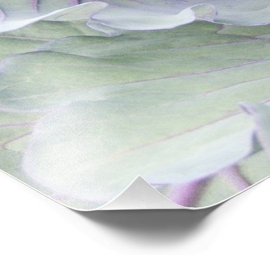 Cabbage foto afdrukken (Hoek)