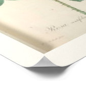 Cabbage Rose Botanical English Roses Poster (Hoek)