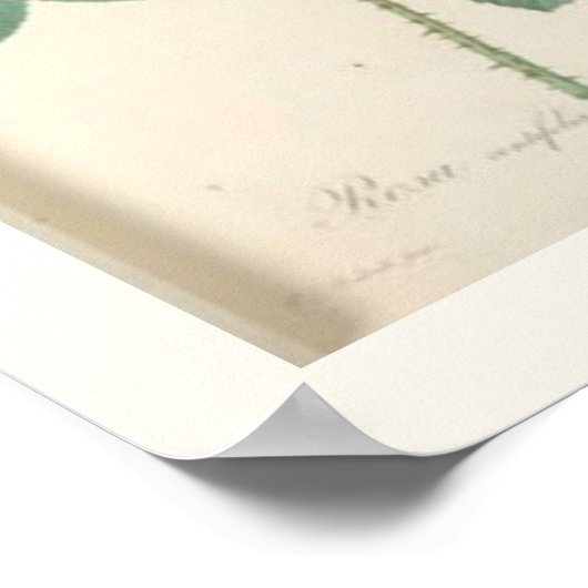 Cabbage Rose Botanical English Roses Poster (Hoek)