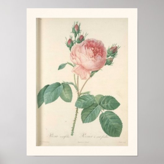 Cabbage Rose Botanical English Roses Poster (Voorkant)