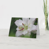 Cabbage White Butterfly on Lily Photo Blank Card Kaart (Voorkant)