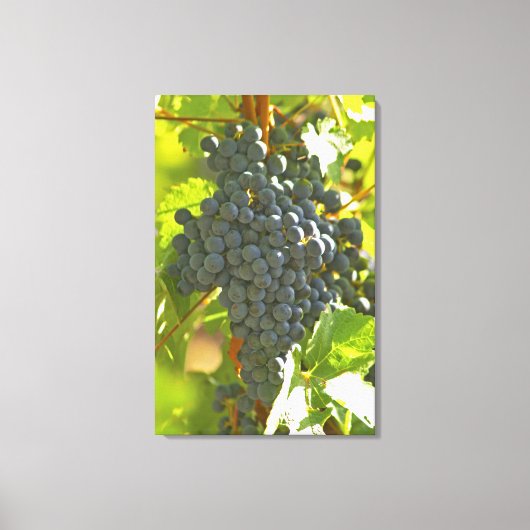 Cabernet Sauvignon druiventros in de Chateau Canvas Afdruk (Voorkant)