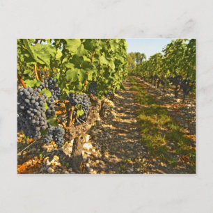 Cabernet Sauvignon wijnstokken op een rij in de Briefkaart