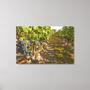 Cabernet Sauvignon wijnstokken op een rij in de Canvas Afdruk