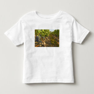 Cabernet Sauvignon wijnstokken op een rij in de Kinder Shirts