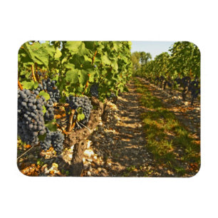 Cabernet Sauvignon wijnstokken op een rij in de Magneet