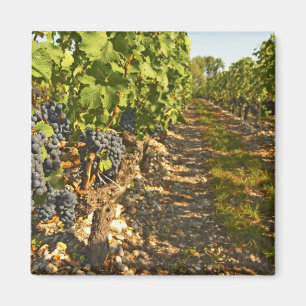 Cabernet Sauvignon wijnstokken op een rij in de Magneet