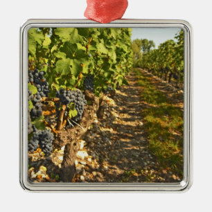 Cabernet Sauvignon wijnstokken op een rij in de Metalen Ornament