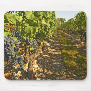 Cabernet Sauvignon wijnstokken op een rij in de Muismat