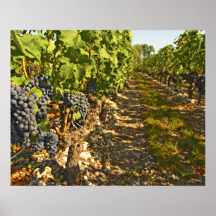 Cabernet Sauvignon wijnstokken op een rij in de Poster