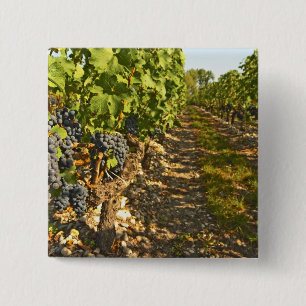 Cabernet Sauvignon wijnstokken op een rij in de Vierkante Button 5,1 Cm