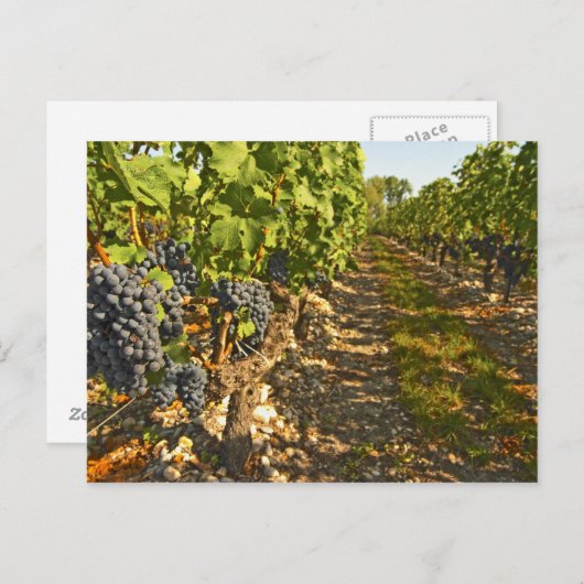 Cabernet Sauvignon wijnt in een rij op rij Briefkaart (Voorkant / Achterkant)