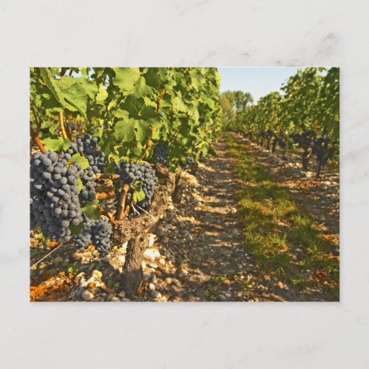Cabernet Sauvignon wijnt in een rij op rij Briefkaart (Voorkant)