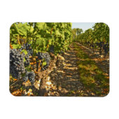 Cabernet Sauvignon wijnt in een rij op rij Magneet (Horizontaal)
