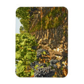 Cabernet Sauvignon wijnt in een rij op rij Magneet (Verticaal)