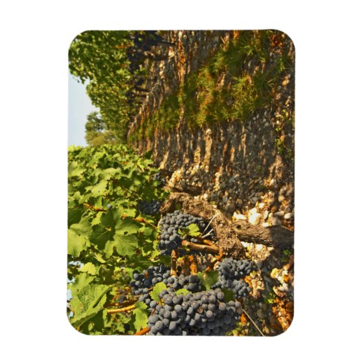 Cabernet Sauvignon wijnt in een rij op rij Magneet (Verticaal)