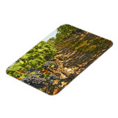 Cabernet Sauvignon wijnt in een rij op rij Magneet (Linkerzijde)