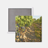 Cabernet Sauvignon wijnt in een rij op rij Magneet (Voorkant / Achterkant)