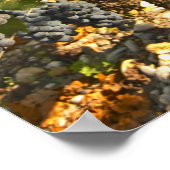 Cabernet Sauvignon wijnt in een rij op rij Poster (Hoek)