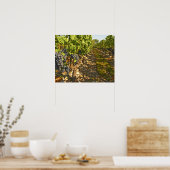 Cabernet Sauvignon wijnt in een rij op rij Poster (Keuken)