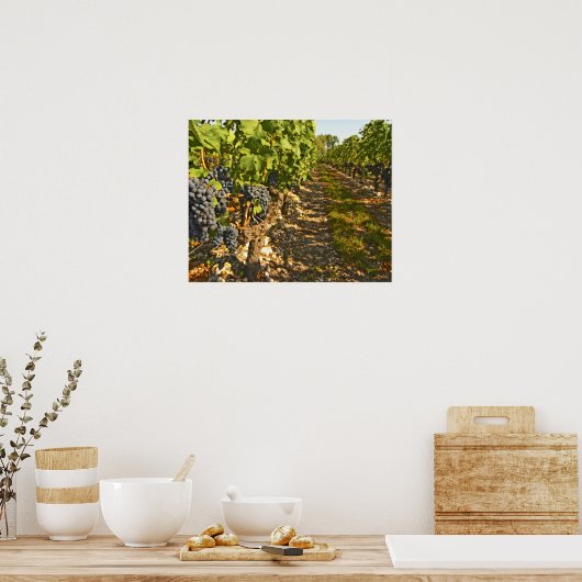 Cabernet Sauvignon wijnt in een rij op rij Poster (Keuken)