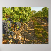 Cabernet Sauvignon wijnt in een rij op rij Poster (Voorkant)