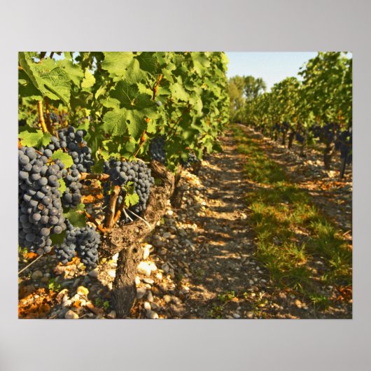 Cabernet Sauvignon wijnt in een rij op rij Poster (Voorkant)